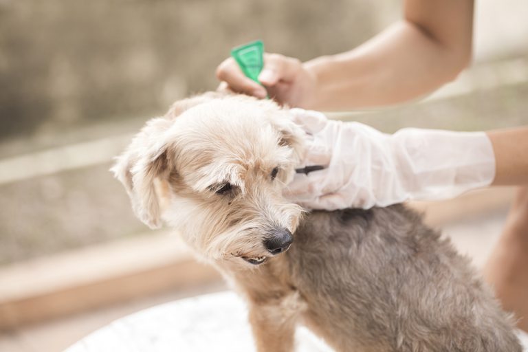 Urlaubskrankheiten beim Hund Pfotenprinz