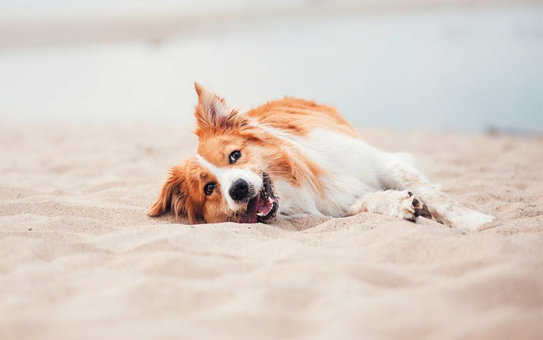 Urlaubskrankheiten beim Hund Pfotenprinz