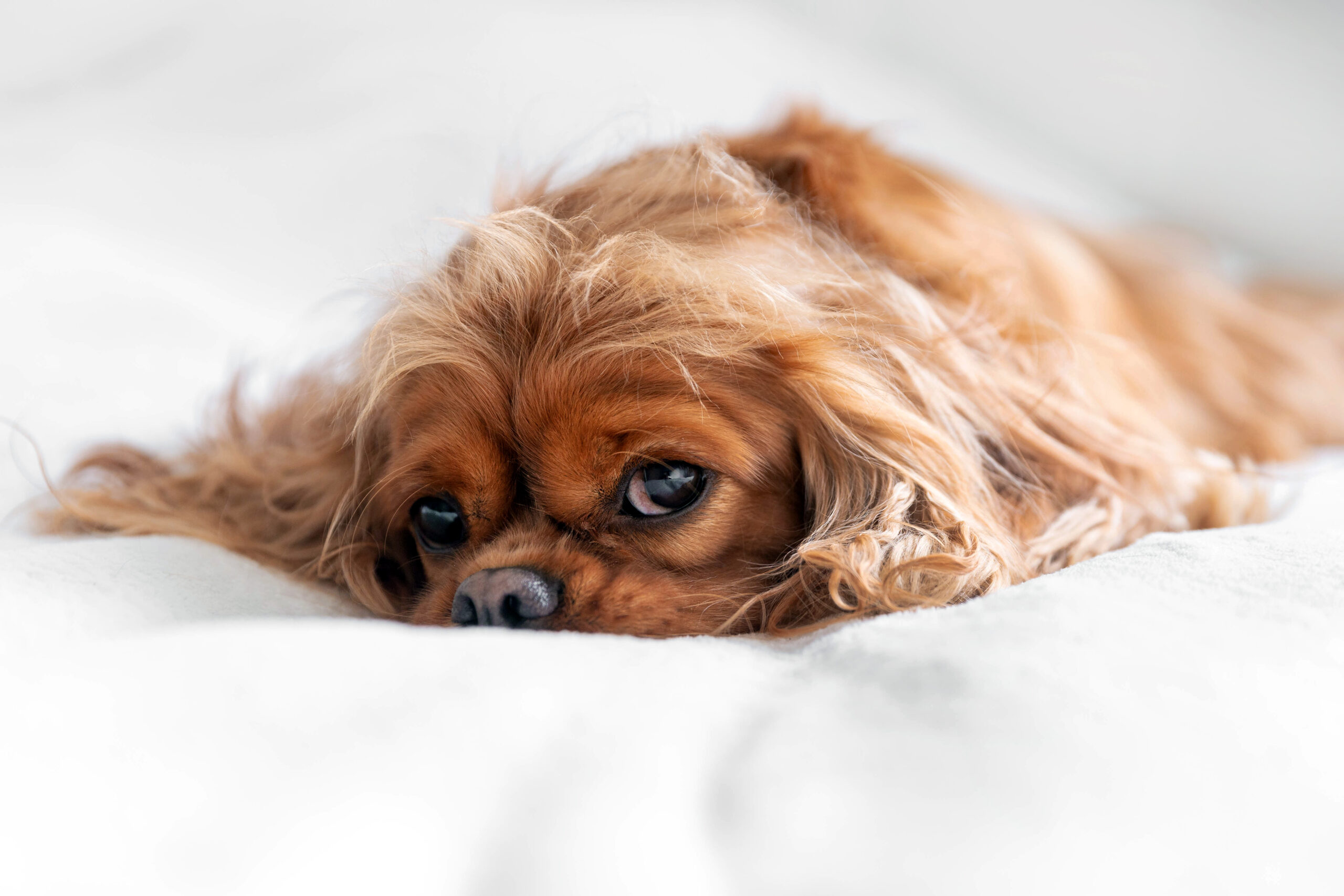 Urlaubskrankheiten beim Hund Pfotenprinz