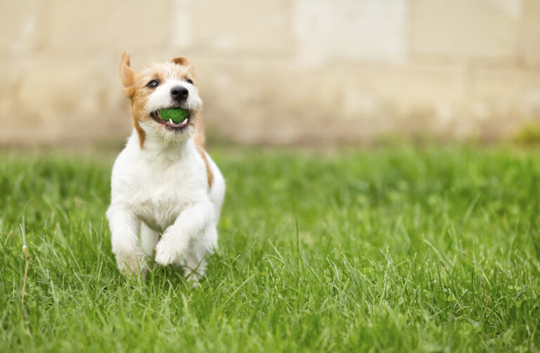 Hunde Gassi Service Einzeleinheit Pfotenprinz 7758